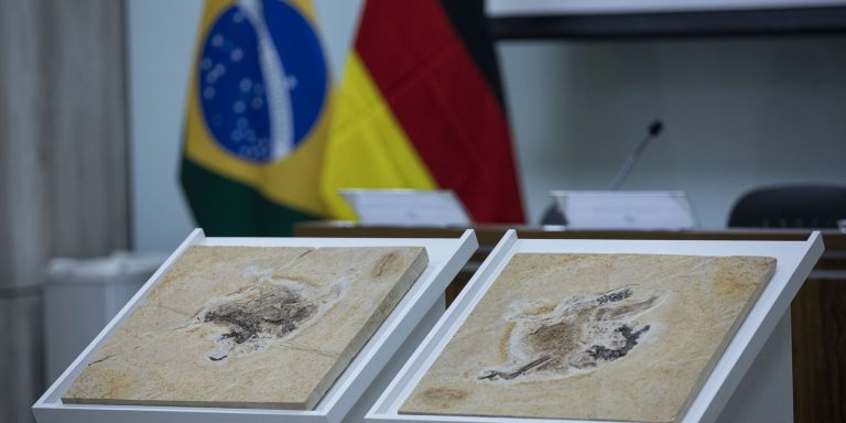 Brasil quer recuperar dinossauros e patrimônios que estão em 14 países brasil-quer-recuperar-dinossauros-e-patrimonios-que-estao-em-14-paises